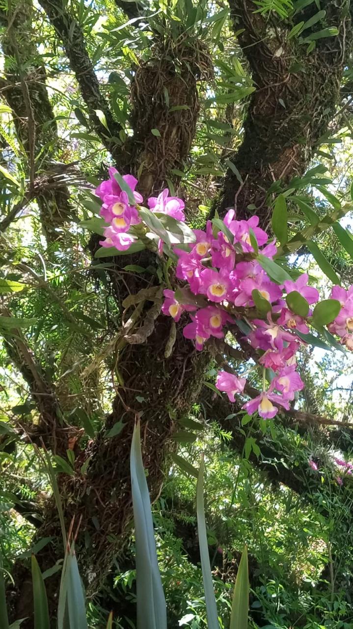 Nosso trabalho de jardinagem 9